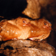 Image for article titled These Are The World's Weirdest Birds